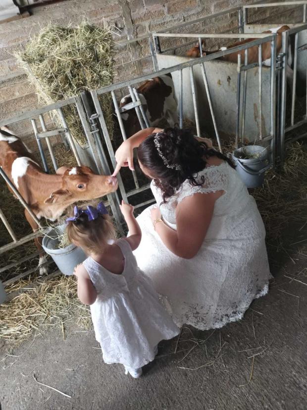 Isle of Wight County Press: Have to have some baby cows at the wedding