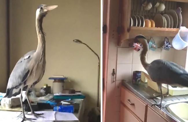The heron made itself at home in Ryde - to the householder's shock!
