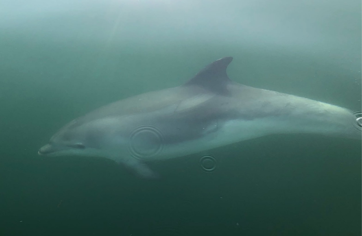 A dolphin in the water off Bembridge. Picture credit: Martin Woodward