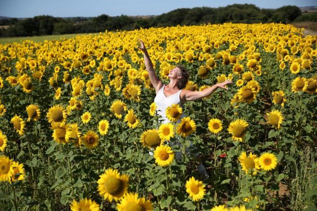 Isle of Wight County Press: Amanda Fyles from Island Dance Wizards enjoys dancing in the Garlic Farm sunflowers.Picture by Graham Reading Photography at www.grahamreading.com 