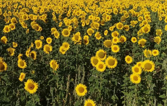 Garlic Farm sunflower field, by Graham Reading