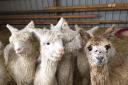 Some of the alpacas