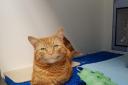 Some of these cats are now available for a socially distanced adoption at Cat's Protection IOW