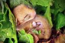 Dormice are thriving on the Isle of Wight, but face major decline elsewhere.