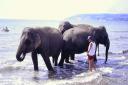 Elephants on Sandown beach