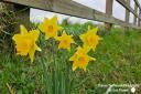 Daffodils in Merstone Lane