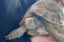 Lost tortoise in Sandown
