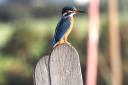 Kingfisher at Newtown Estuary