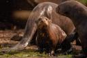 A giant otter cub