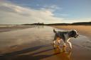 A day at the beach with your dog can be fun but it's important to be aware of the dangers