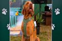 Forest, owned by Francesca and James Eagle, was crowned the most Handsome Hound in the Cotswolds