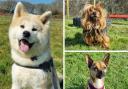 These three dogs are all looking for loving homes. Pictures: RSPCA