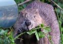 Beavers are set to be introduced on the Isle of Wight by 2024.