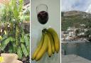 Madeira is famous for both its bananas and its Madeira wine.