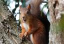 Research finds “no worrying levels of inbreeding” among Isle of Wight red squirrels