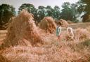 Children in the Harvest Field. What a photograph - one of a series of posed shots taken on an unknown farm. The titles indicate they were competition entries.