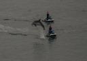 Dolphins make a splash off the Needles.