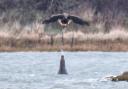 The seal is captured spitting a stream of water directly at the eagle