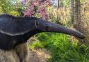 Amazon World's female giant anteater, Alves