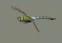 Emperor dragonfly by Jim Baldwin