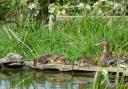 7 ducklings visit Island garden with their mum and dad,