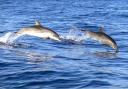 Dolphins were spotted off the Island.