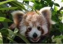 Red Panda Flint, at Amazon World