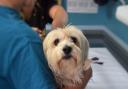 Vet surgery tells Island customers of permanent closure