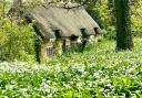 A cosy cottage nestles among the wild garlic