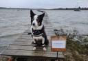 Border Collie Zephyr on the jetty at Lower Hamstead, Newtown.