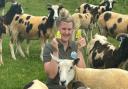 Milly Collins and her flock of sheep