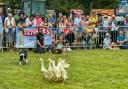Dog training show with Indian Runner Ducks
