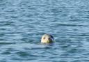 Seal pup follows kayaker in rare encounter