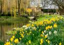 Daffodils at Hever Castle