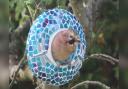 A young jay in a bird feeder in Freshwater