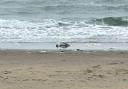 A dolphin washed up on Shanklin beach