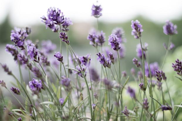 Isle of Wight County Press: Lavender field. Credit: Canva