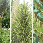 The beautiful puya in different stages.