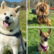 These three dogs are all looking for loving homes. Pictures: RSPCA