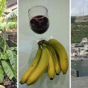 Madeira is famous for both its bananas and its Madeira wine.