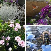 Some of the flora and fauna in Catherine James' garden.