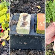Rhubarb is an underrated vegetable, but making a comeback with 'cheffy' types, say County Press gardening expert, Richard Wright.