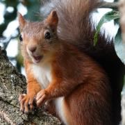 Research finds “no worrying levels of inbreeding” among Isle of Wight red squirrels