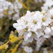 Send us your photos from the best Spring blossom tree spots on the Island