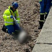 The dolphin washed ashore at St Helens Duver.