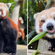 Bert the red panda has died unexpectedly.