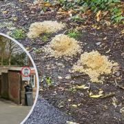 Suspected piles of poisoned food left in Appley.