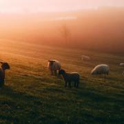 Sheep in a field.