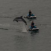 Dolphins make a splash off the Needles.