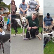 The great greyhound meet at Puckpool Park.